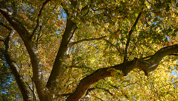 Rallye nature : Les arbres !